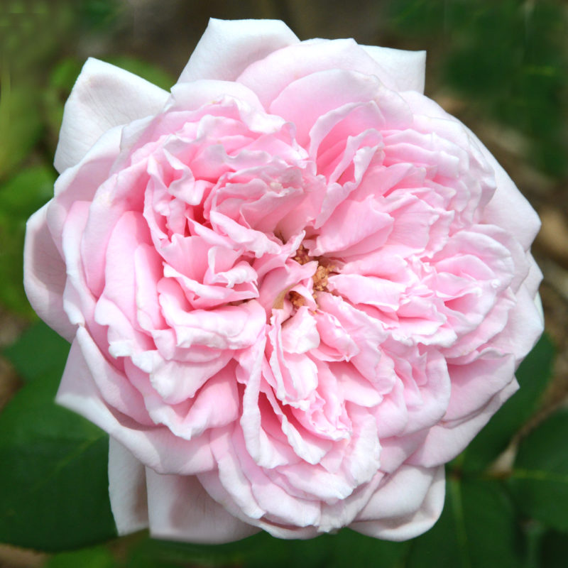 Rose of the Month September 2016: September Morn