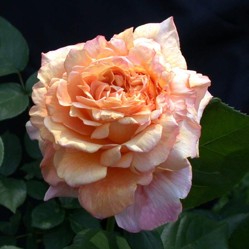 Rose of the Month October 2016: Halloween