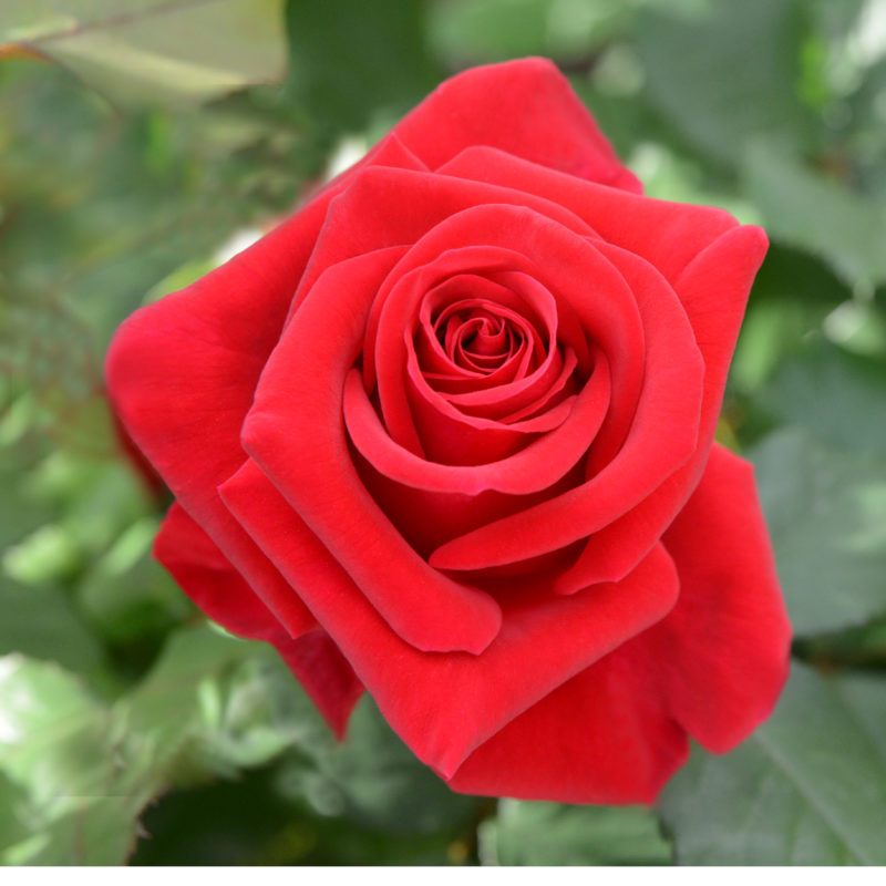 Rose of the Month November 2016: Veteran's Honor