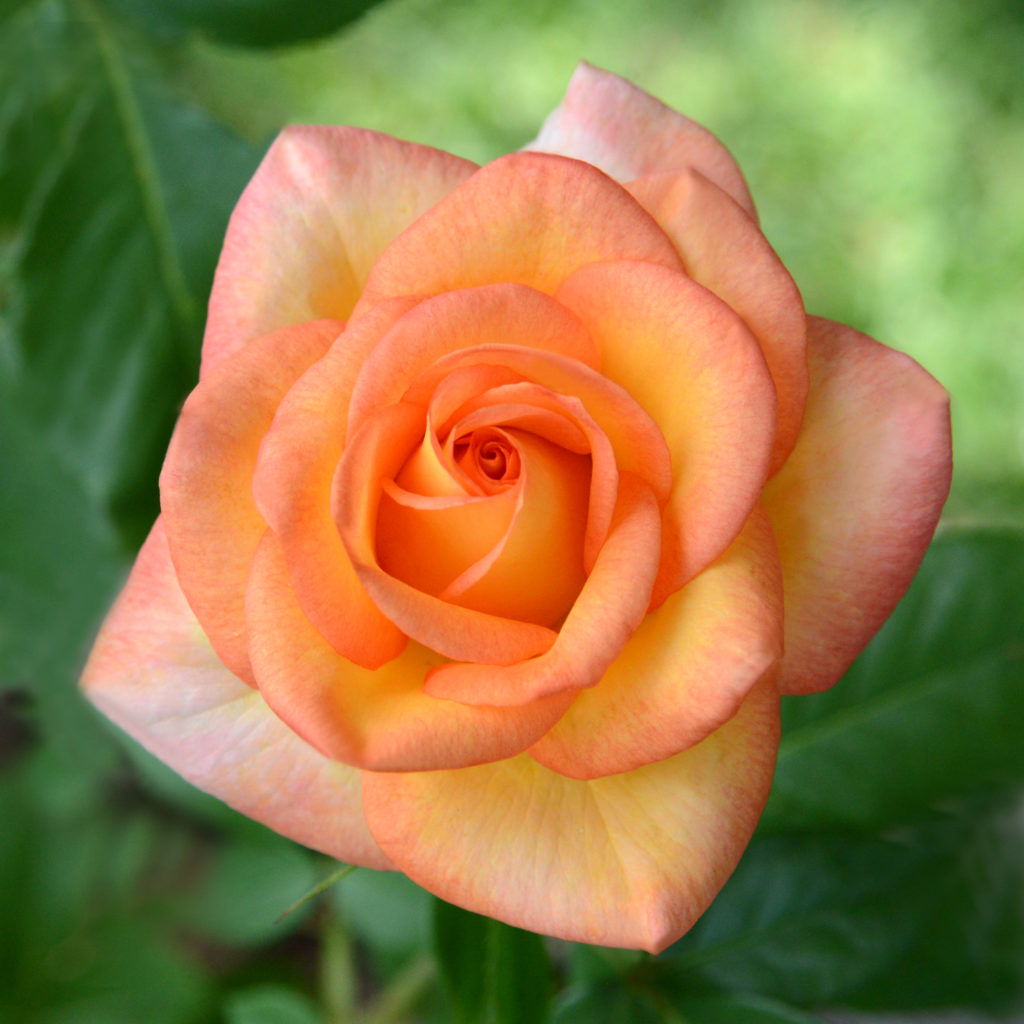 Rose of the Month December 2016 Royal Texas Rose Lady