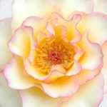 A Dozen Rose from my Garden: Deidre Hall