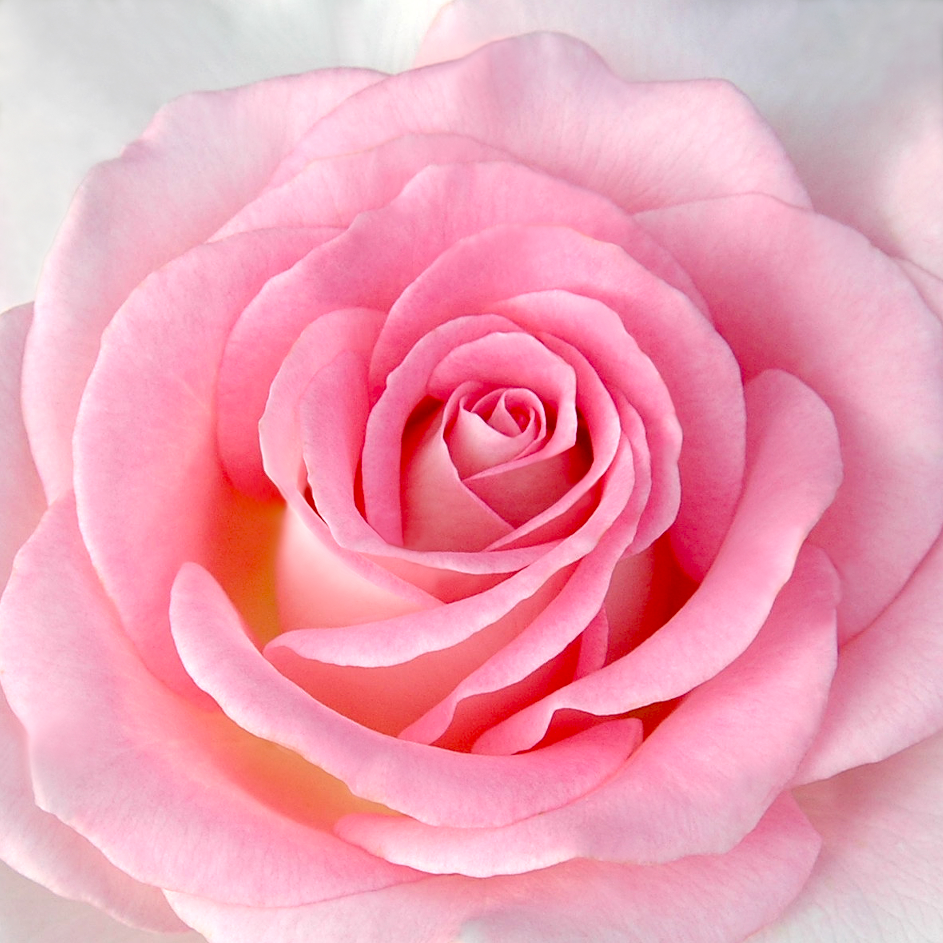 A Dozen Rose from my Garden: Falling in Love