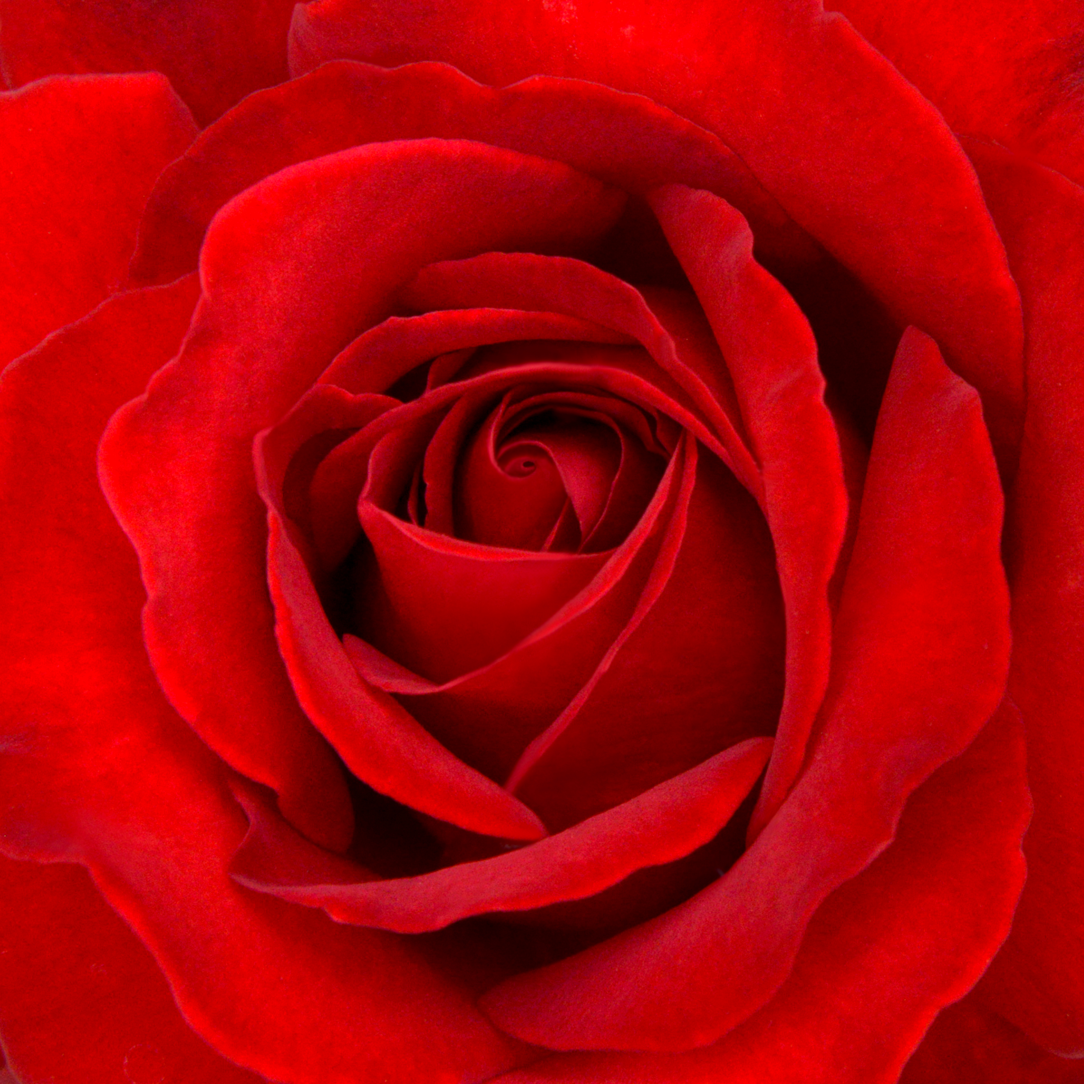 A Dozen Rose from my Garden: Ingrid Bergman