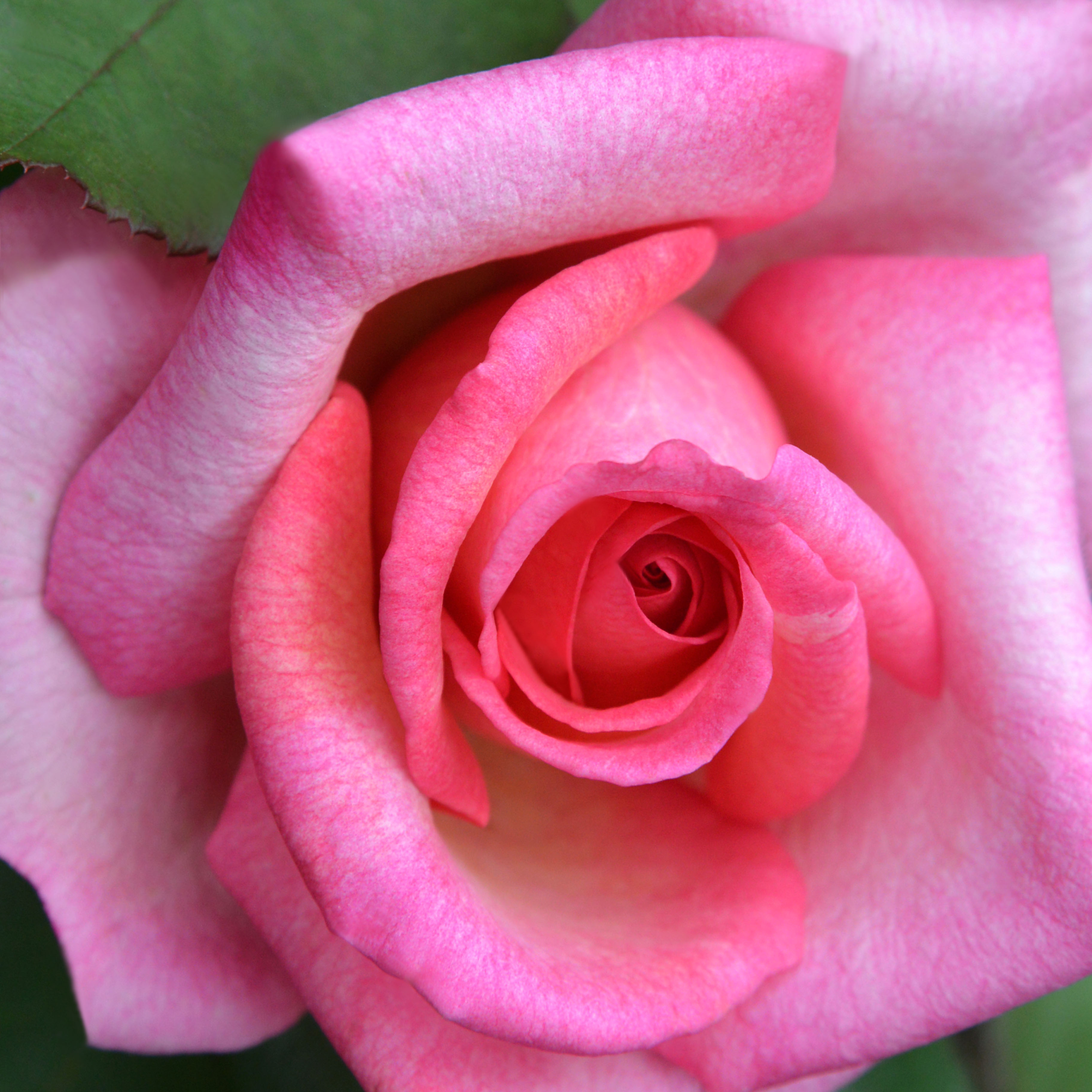 A Dozen Rose from my Garden: Oksana
