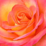 A Dozen Rose from my Garden: Perfect Moment