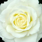 A Dozen Rose from my Garden: Tineke