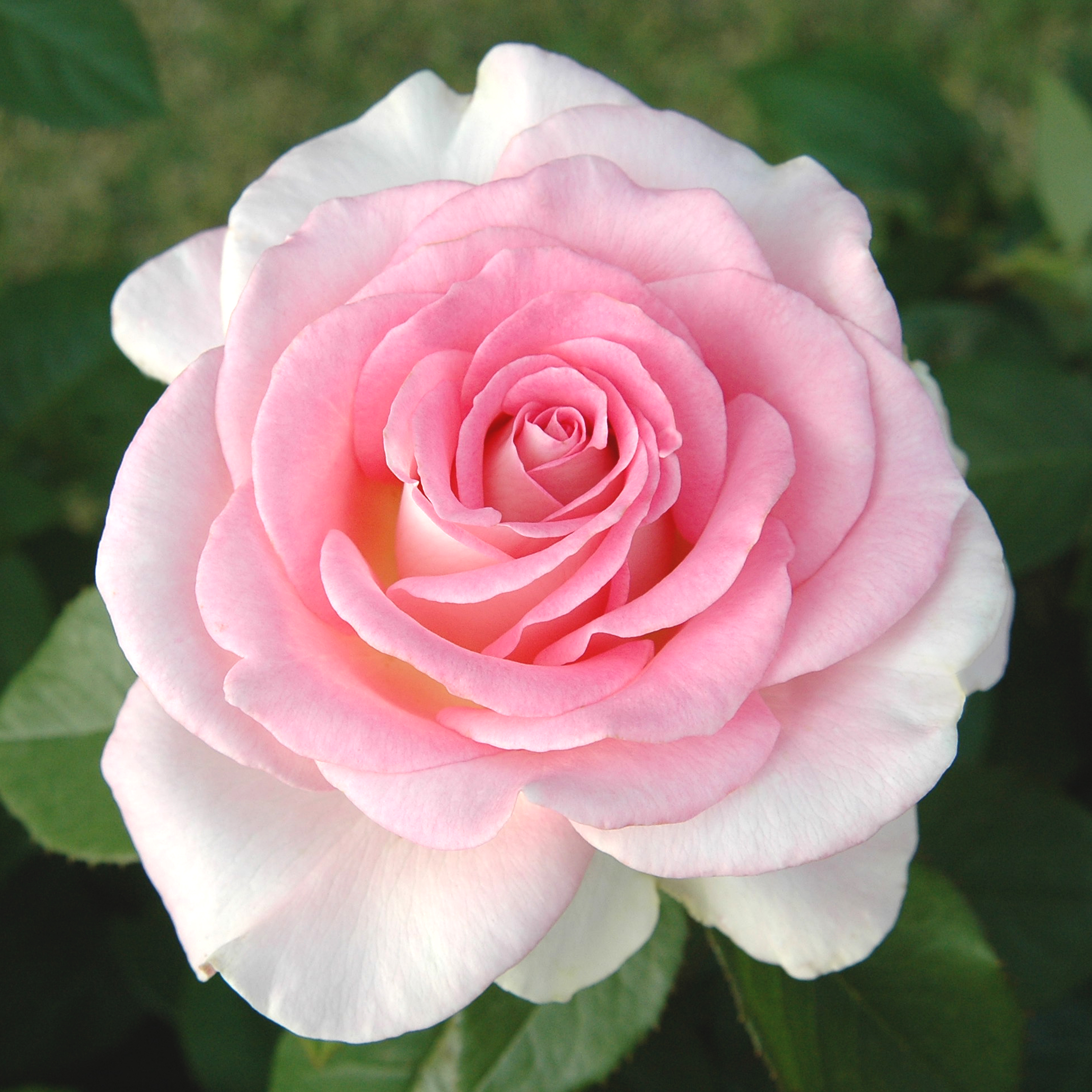 Falling in Love™ Hybrid Tea Rose, Hybrid Tea Roses: Edmunds' Roses