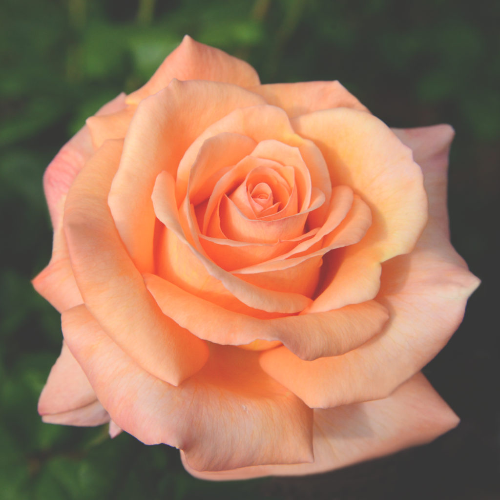 April 2017 – Texas Rose Lady