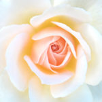 For a Bride Box Set: Rose Chandos Beauty