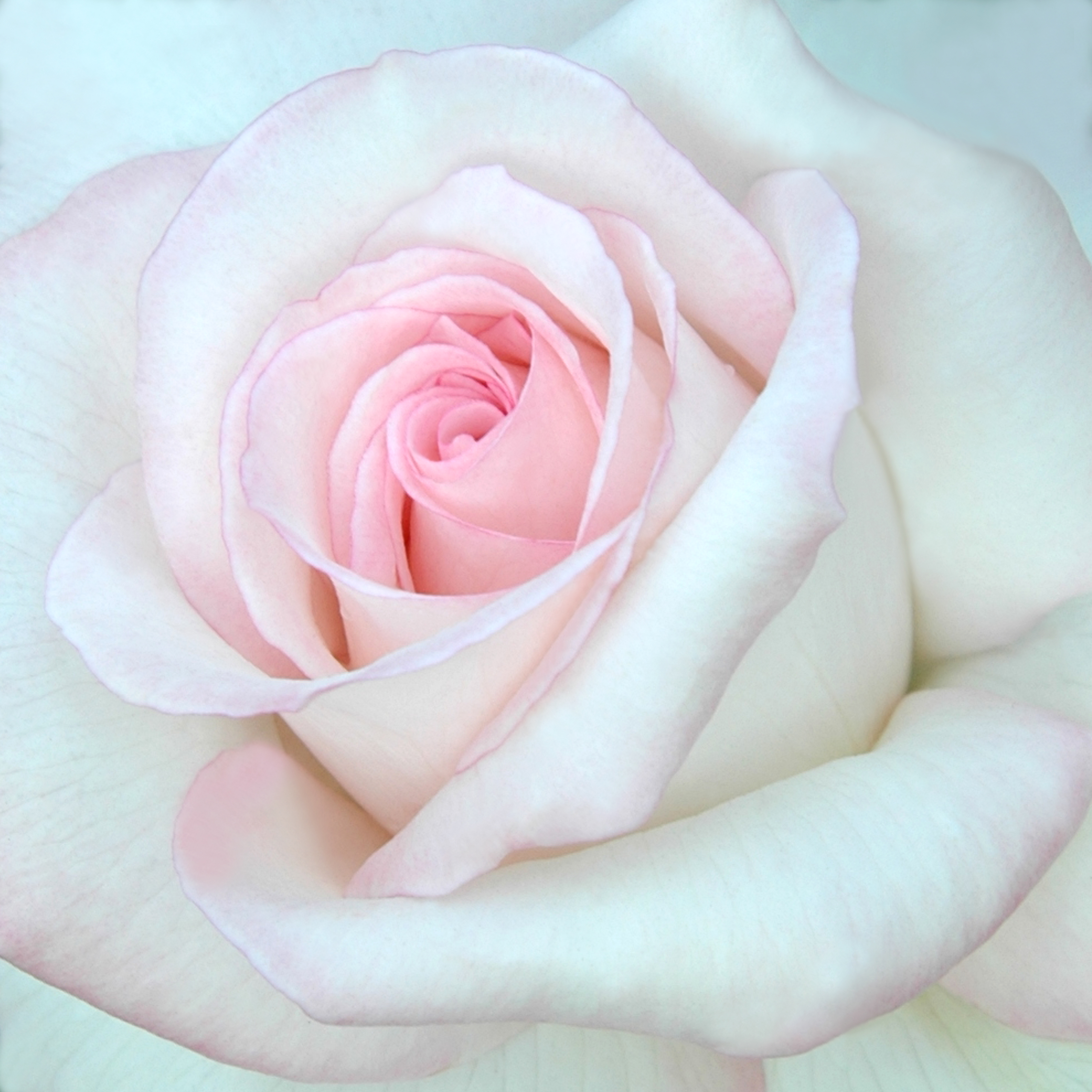 For a Bride Box Set: Rose Sheer Bliss