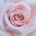 For a Bride Box Set: Rose Tickled Pink