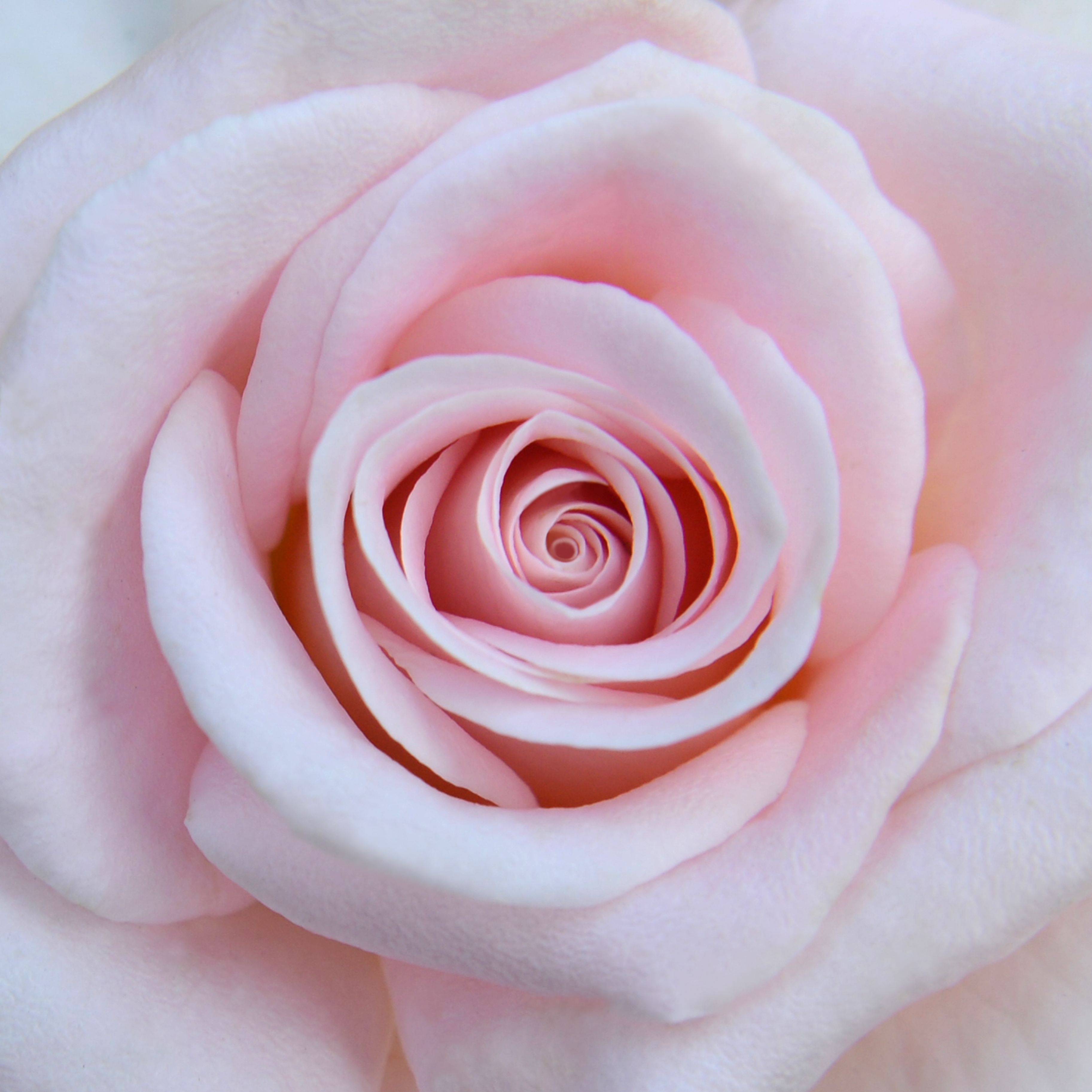 For a Bride Box Set: Rose Tickled Pink
