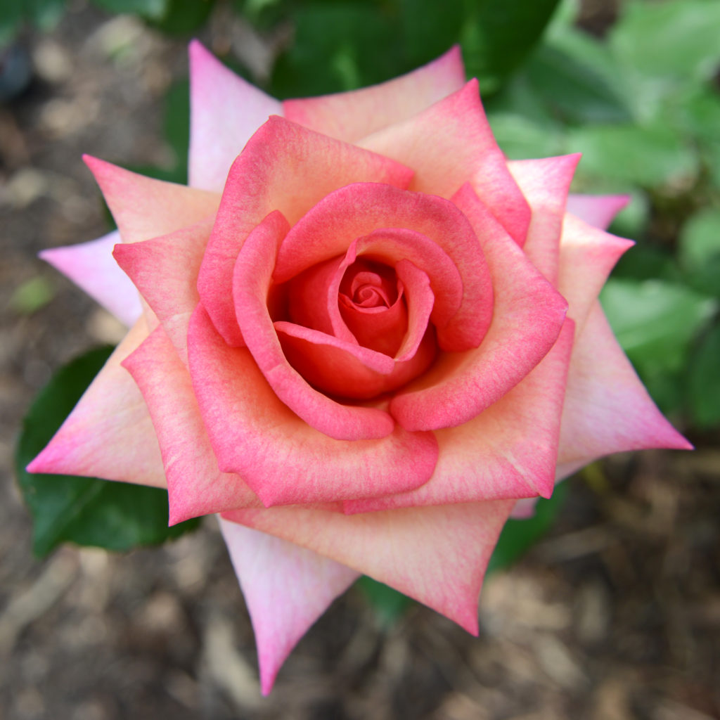 November 2017 Oksana Texas Rose Lady