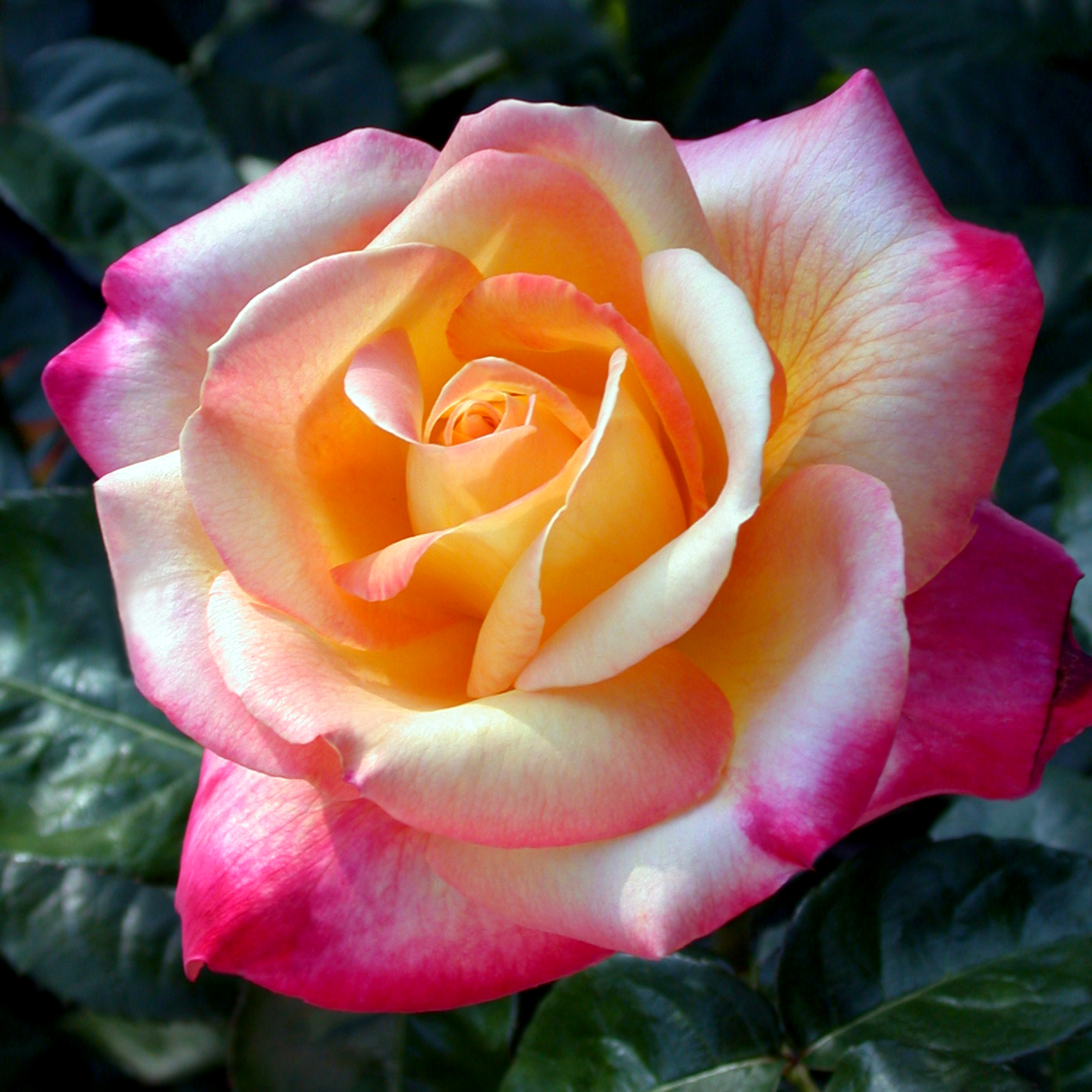 Love And Peace Hybrid Tea Rose | informacionpublica.svet.gob.gt