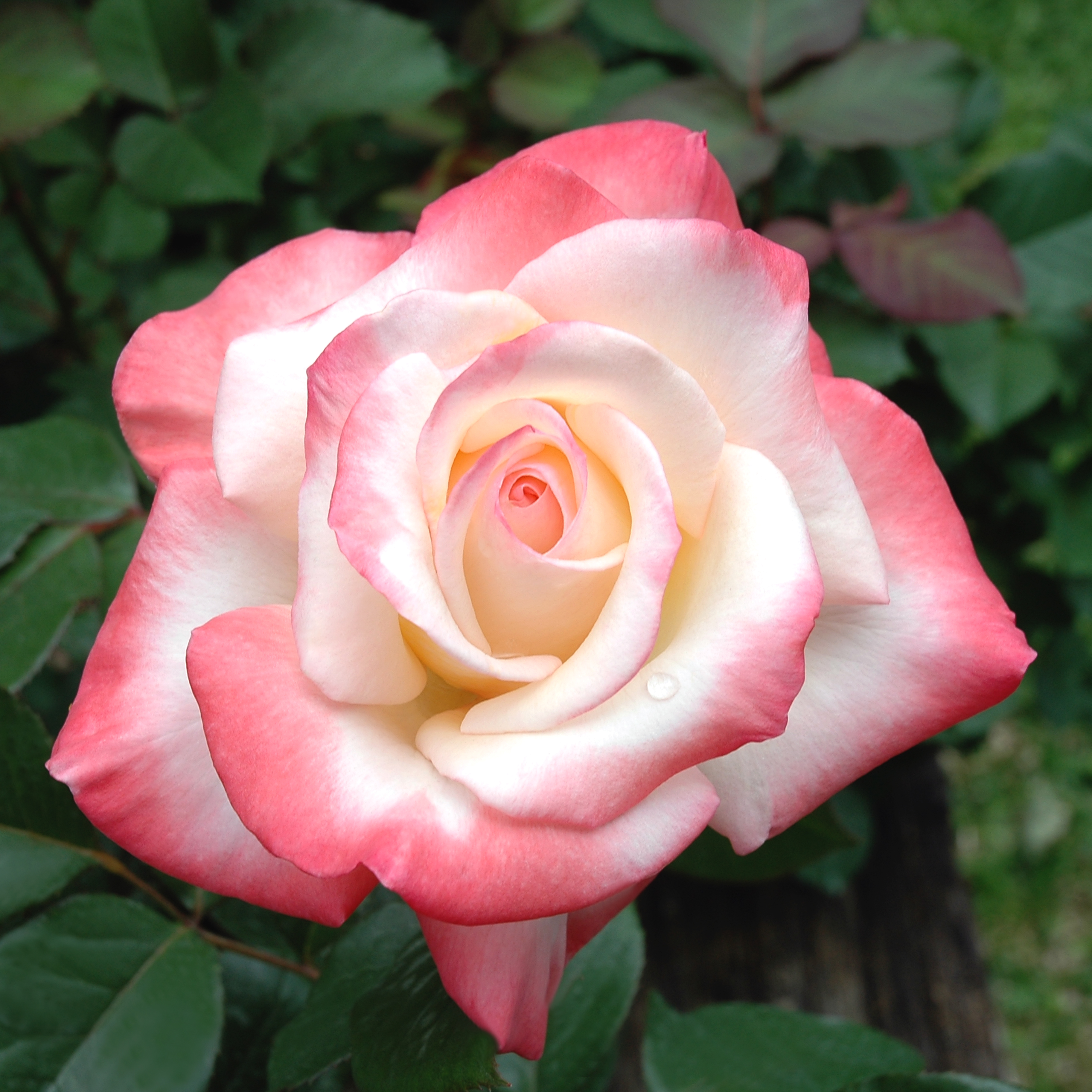 Gemini Hybrid Tea Rose