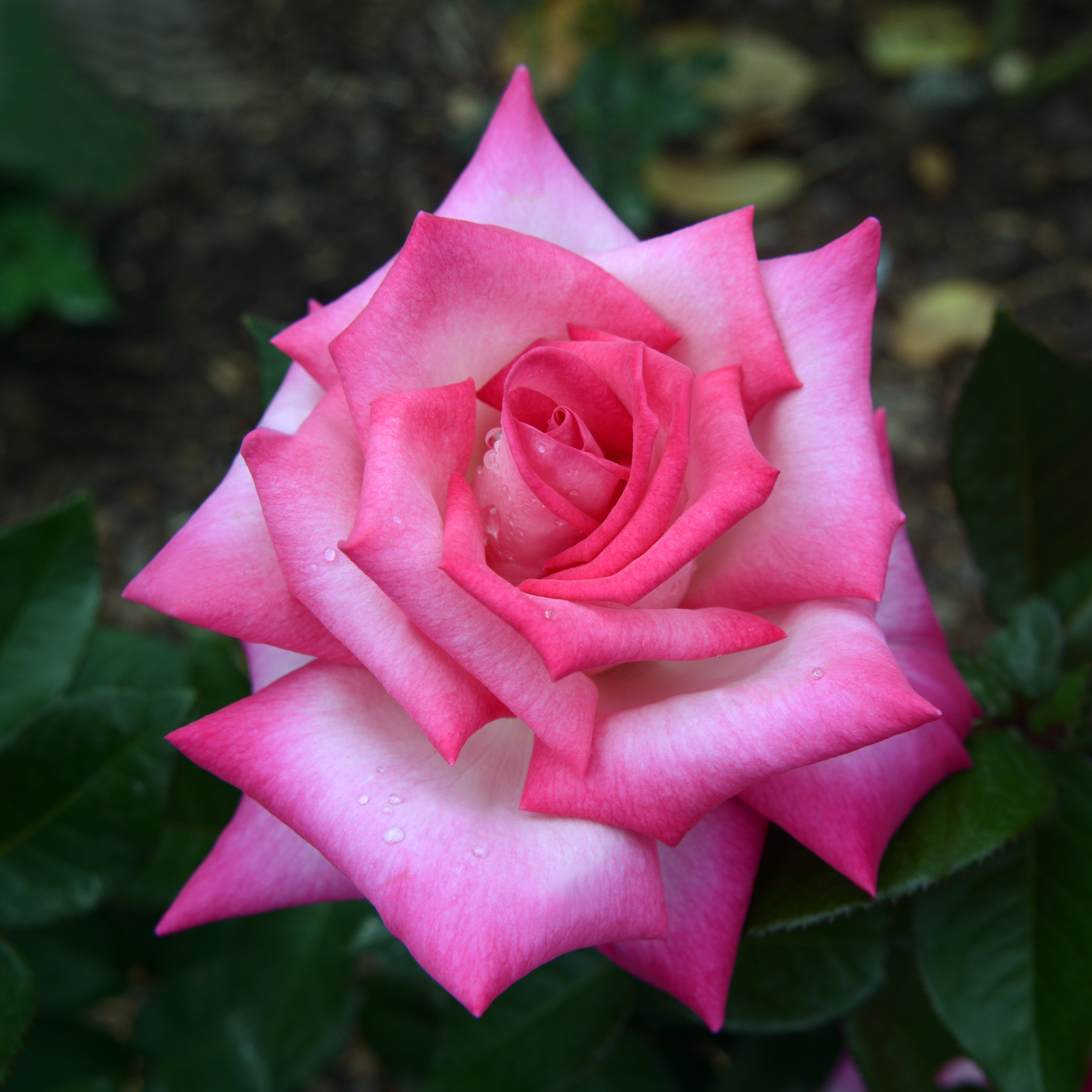 Lasting Love® Hybrid Tea Jumbo Rose