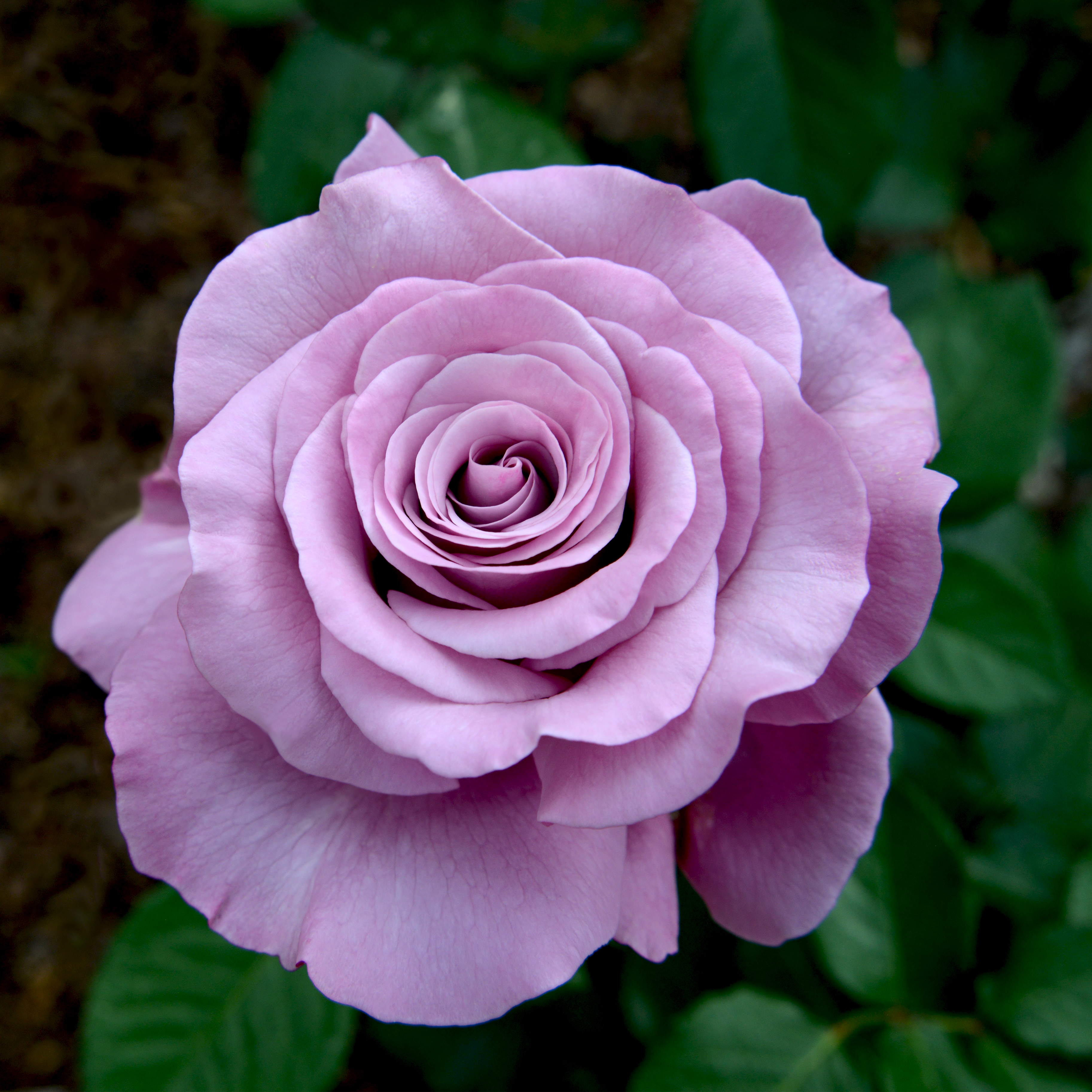 Lasting Love® Hybrid Tea Rose