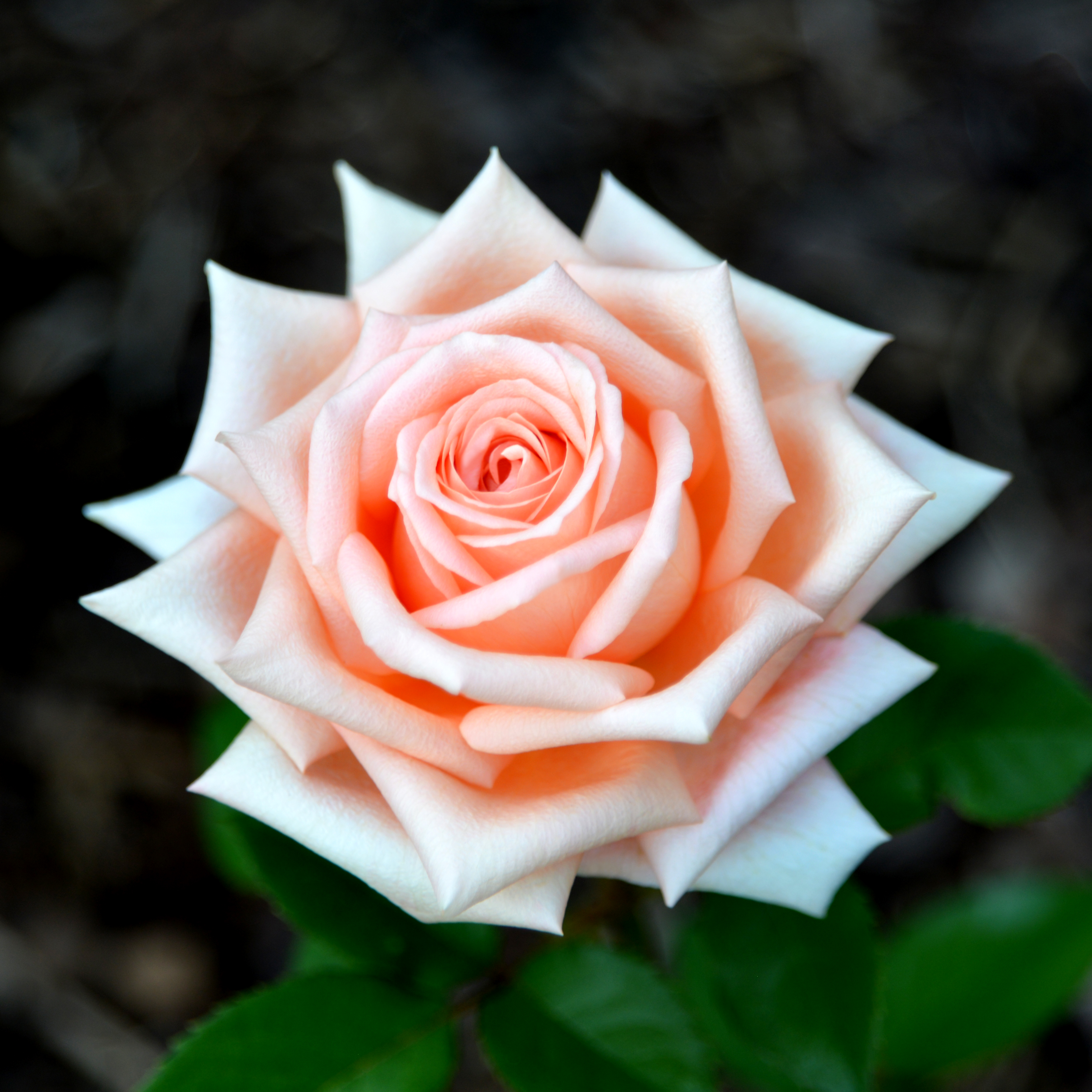 Lasting Love® Hybrid Tea Jumbo Rose