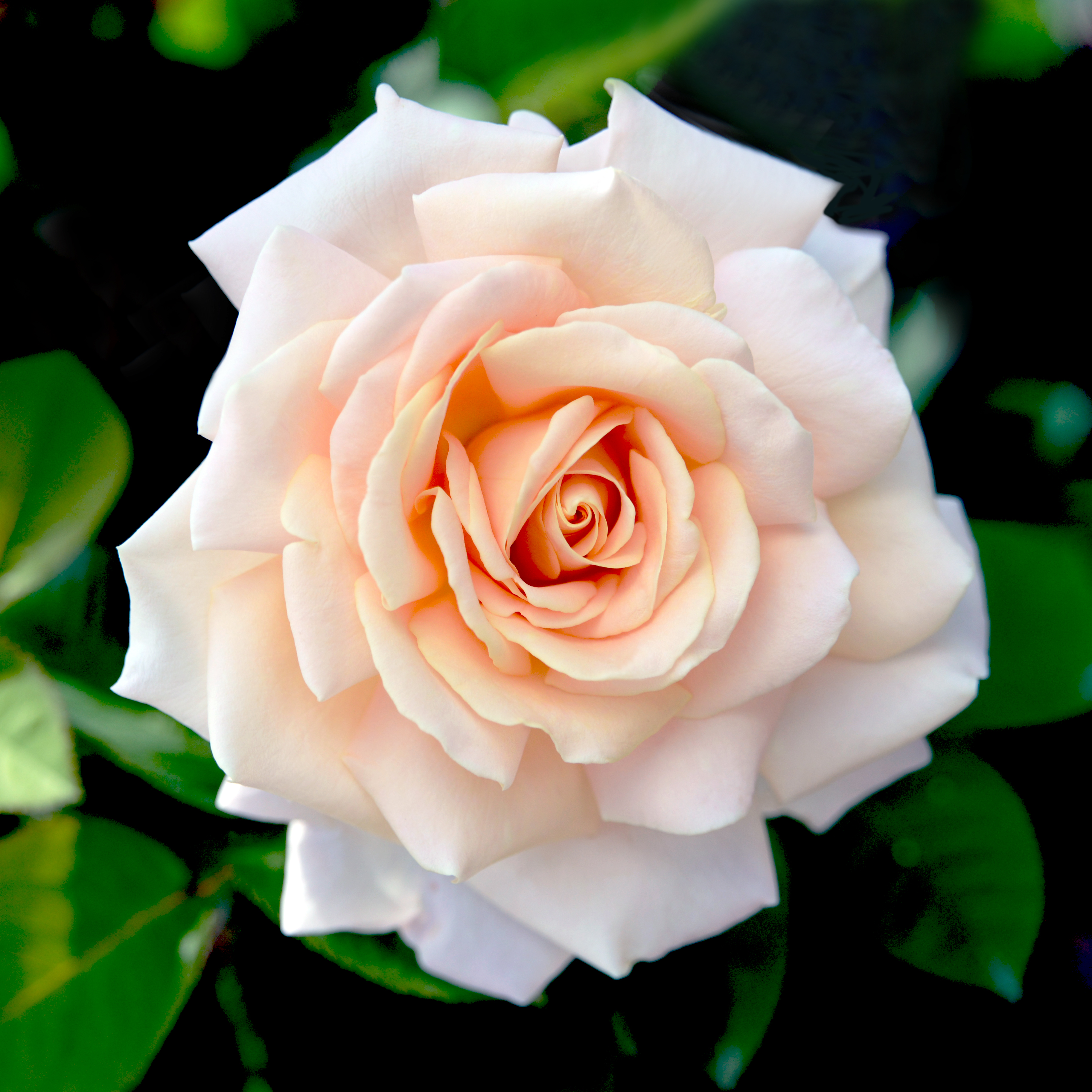 Lasting Love® Hybrid Tea Jumbo Rose