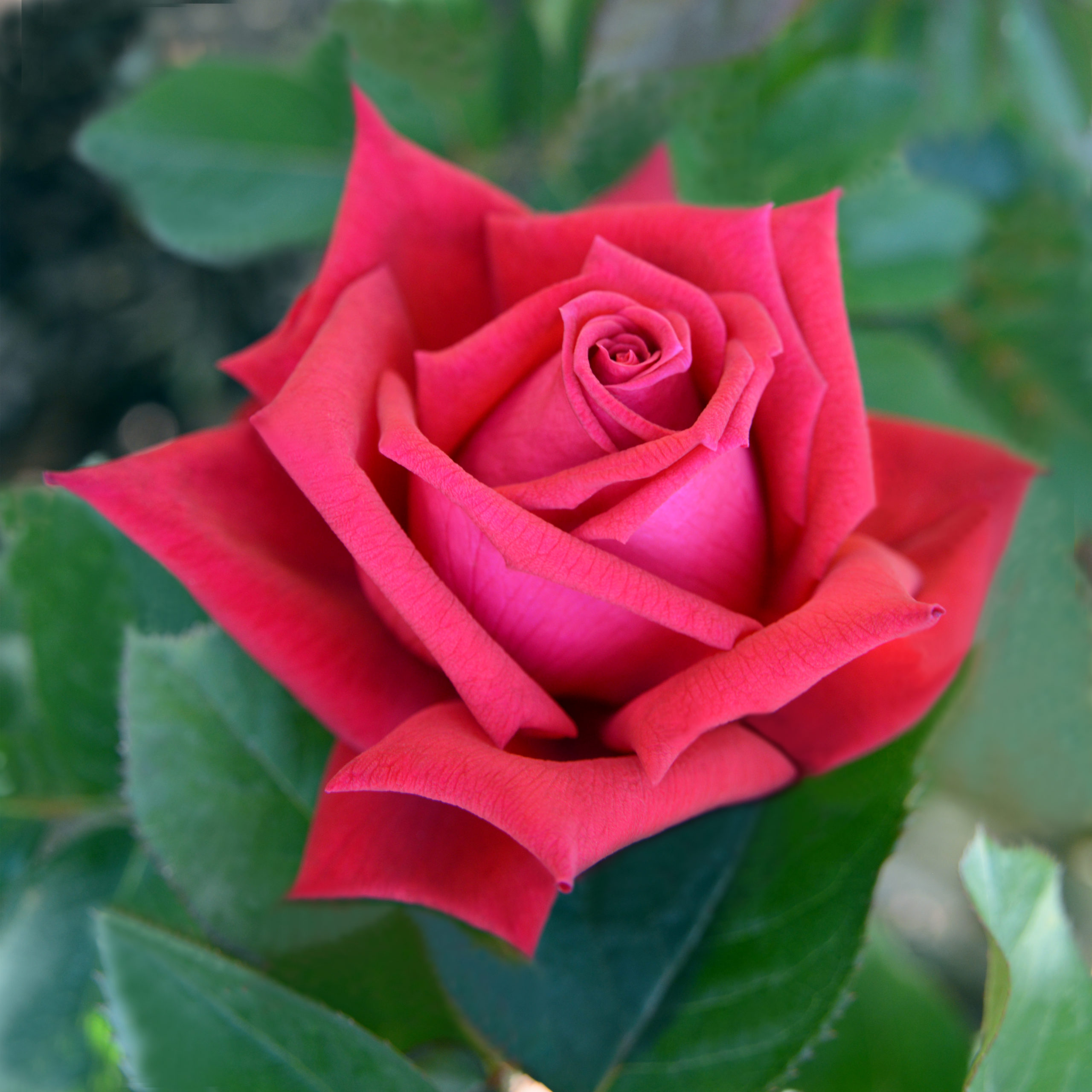 Rosa Tropicana (Hybrid Tea Rose)